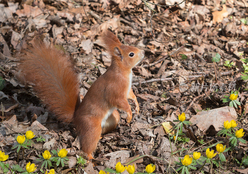 欧亚红松鼠(Sciurus vulgaris)